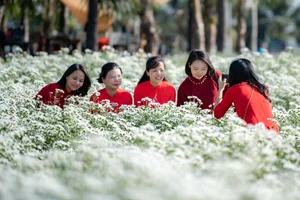Hanoi's Winter Charm: The Pure Beauty of White Daisy Gardens - image 0