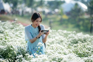 Hanoi's Winter Charm: The Pure Beauty of White Daisy Gardens - image 7