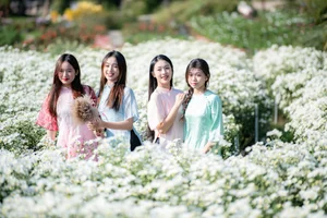 Hanoi's Winter Charm: The Pure Beauty of White Daisy Gardens - image 3