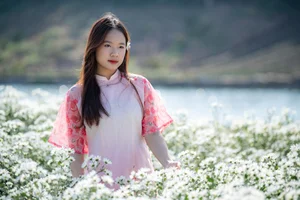 Hanoi's Winter Charm: The Pure Beauty of White Daisy Gardens - image 6