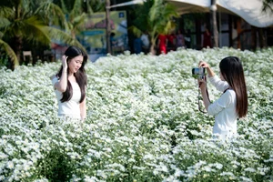 Hanoi's Winter Charm: The Pure Beauty of White Daisy Gardens - image 4
