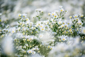 Hanoi's Winter Charm: The Pure Beauty of White Daisy Gardens - image 2