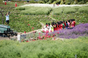 Hanoi's Winter Charm: The Pure Beauty of White Daisy Gardens - image 1