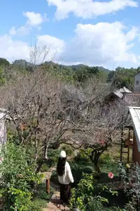 Moc Chau New Year Escape: Find Serenity in Pine Forests, a Relaxing Check-in Spot for Photo Lovers. - image 12