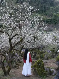 Moc Chau New Year Escape: Find Serenity in Pine Forests, a Relaxing Check-in Spot for Photo Lovers. - image 8