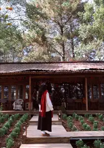 Moc Chau New Year Escape: Find Serenity in Pine Forests, a Relaxing Check-in Spot for Photo Lovers. - image 3