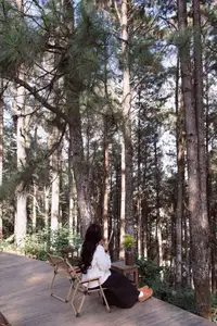Moc Chau New Year Escape: Find Serenity in Pine Forests, a Relaxing Check-in Spot for Photo Lovers. - image 4