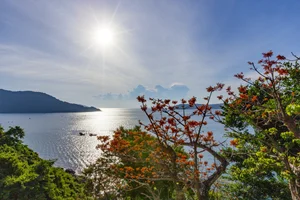 The Blooming Parasol Trees of Cu Lao Cham: A Natural Spectacle - image 5