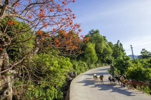 The Blooming Parasol Trees of Cu Lao Cham: A Natural Spectacle - image 4