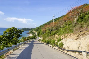 The Blooming Parasol Trees of Cu Lao Cham: A Natural Spectacle - image 3