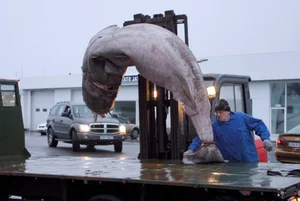Exploring Hákarl: The Intense Flavors of Iceland’s Famous Fermented Shark Delicacy - image 5