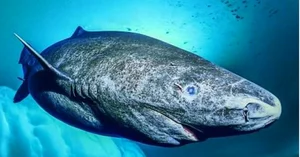 Exploring Hákarl: The Intense Flavors of Iceland’s Famous Fermented Shark Delicacy - image 7