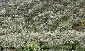 Discover the Magical Plum Blossom Season in Moc Chau Vietnam - image 7