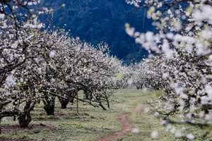 Discover the Magical Plum Blossom Season in Moc Chau Vietnam - image 9