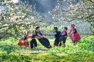 Discover the Magical Plum Blossom Season in Moc Chau Vietnam - image 10