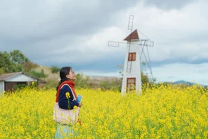 Stunning Yellow Mustard Flower Fields in Da Lat: A Breathtaking Spring Travel Destination in Vietnam's Picturesque Highlands - image 2