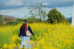 Stunning Yellow Mustard Flower Fields in Da Lat: A Breathtaking Spring Travel Destination in Vietnam's Picturesque Highlands - image 7