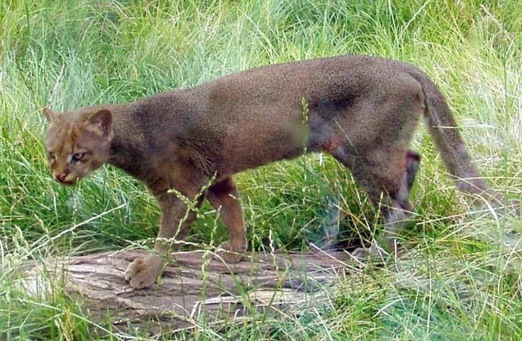Discover the mysterious Jaguarundi, the unique otter-like wild cat of the Americas