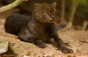 Discover the mysterious Jaguarundi, the unique otter-like wild cat of the Americas - image 1