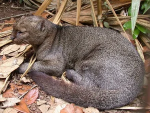 Discover the mysterious Jaguarundi, the unique otter-like wild cat of the Americas - image 3