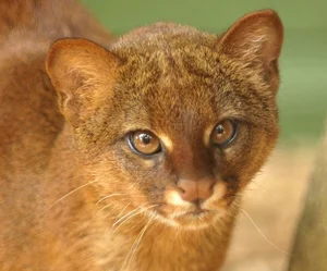 Discover the mysterious Jaguarundi, the unique otter-like wild cat of the Americas - image 8