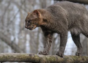 Discover the mysterious Jaguarundi, the unique otter-like wild cat of the Americas - image 5