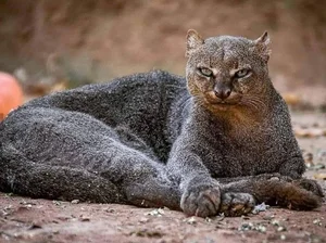 Discover the mysterious Jaguarundi, the unique otter-like wild cat of the Americas - image 7