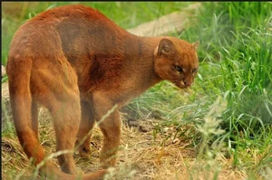 Discover the mysterious Jaguarundi, the unique otter-like wild cat of the Americas - image 6