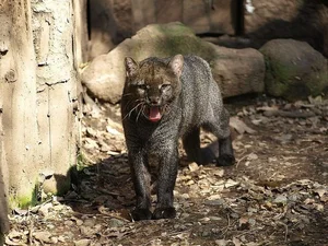Discover the mysterious Jaguarundi, the unique otter-like wild cat of the Americas - image 2