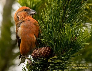Discover the extraordinary beauty of Vietnam's unique Crossbill bird - image 1