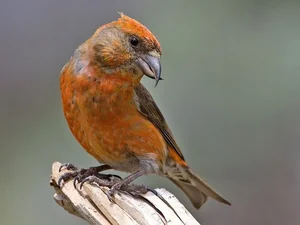 Discover the extraordinary beauty of Vietnam's unique Crossbill bird - image 0