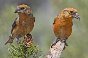 Discover the extraordinary beauty of Vietnam's unique Crossbill bird - image 4