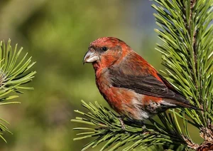 Discover the extraordinary beauty of Vietnam's unique Crossbill bird - image 7