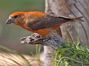 Discover the extraordinary beauty of Vietnam's unique Crossbill bird - image 2