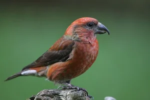 Discover the extraordinary beauty of Vietnam's unique Crossbill bird - image 6