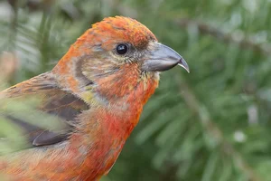 Discover the extraordinary beauty of Vietnam's unique Crossbill bird - image 8