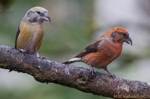 Discover the extraordinary beauty of Vietnam's unique Crossbill bird - image 5