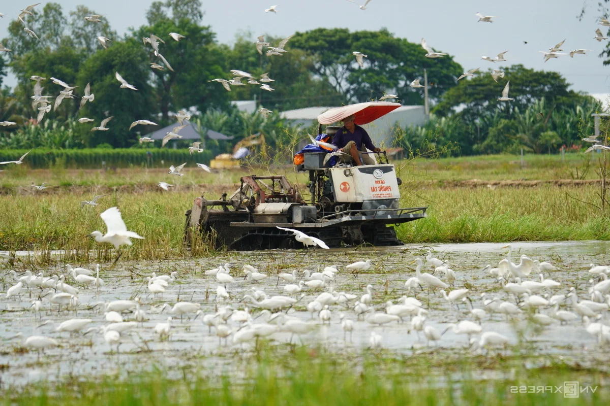 Nature's Spectacle: Storks Foraging in the Receding Waters of Rural Vietnam