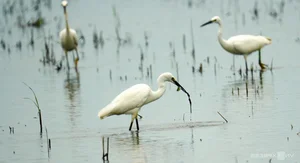 Nature's Spectacle: Storks Foraging in the Receding Waters of Rural Vietnam - image 6