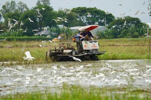 Nature's Spectacle: Storks Foraging in the Receding Waters of Rural Vietnam - image 0