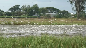 Nature's Spectacle: Storks Foraging in the Receding Waters of Rural Vietnam - image 1