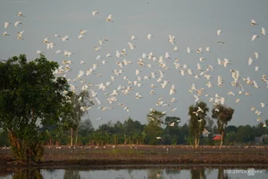 Nature's Spectacle: Storks Foraging in the Receding Waters of Rural Vietnam - image 3