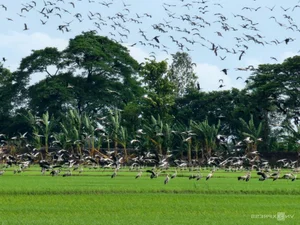 Nature's Spectacle: Storks Foraging in the Receding Waters of Rural Vietnam - image 8