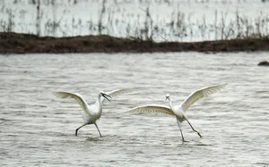 Nature's Spectacle: Storks Foraging in the Receding Waters of Rural Vietnam - image 7