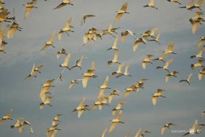 Nature's Spectacle: Storks Foraging in the Receding Waters of Rural Vietnam - image 5
