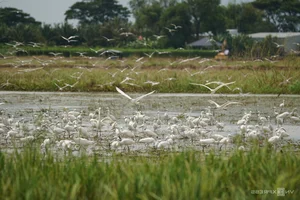 Nature's Spectacle: Storks Foraging in the Receding Waters of Rural Vietnam - image 9