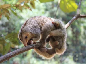 The Golden Mystery: Discovering the World’s Smallest and Most Enchanting Silky Anteater - image 7
