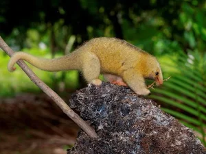 The Golden Mystery: Discovering the World’s Smallest and Most Enchanting Silky Anteater - image 4
