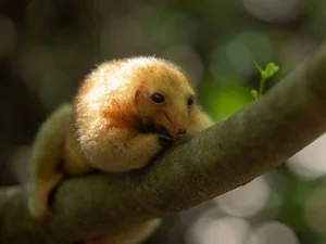 The Golden Mystery: Discovering the World’s Smallest and Most Enchanting Silky Anteater - image 8