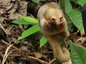 The Golden Mystery: Discovering the World’s Smallest and Most Enchanting Silky Anteater - image 2